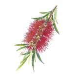 Card - Bottlebrush by Giulianna del Popolo