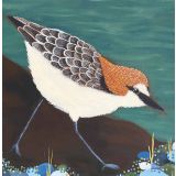 Card - Red-capped Plover by Jody Pratt