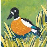 Card - Australian Shelduck by Jody Pratt