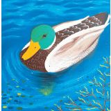 Card - Mallard Duck by Jody Pratt