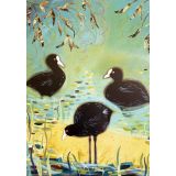 Card - Three Australian Coots by Jody Pratt