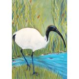 Card - Australian White Ibis by Jody Pratt