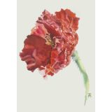 Card - Red Poppy by Joanne Ting Mahon