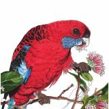 Card - Crimson Rosella by Lisa Chapman