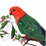 Card - King Parrot by Lisa Chapman