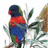 Card - Rainbow Lorikeet by Lisa Chapman