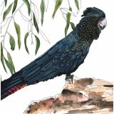 Card - Red Tailed Black Cockatoo by Lisa Chapman