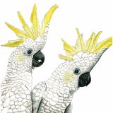 Card - Sulphur Crested Cockatoos by Lisa Chapman
