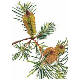 Card - Banksia Birthday Candles by Lisa Chapman