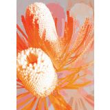 Card - Banksia Orange by Lisa Chapman