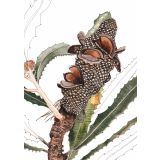 Card - Banksia Pod by Lisa Chapman