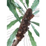 Card - Banksia Pod & Leaves by Lisa Chapman
