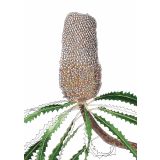 Card - Banksia Prionotes by Lisa Chapman