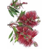 Card - Bottlebrush Crimson by Lisa Chapman