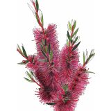 Card - Bottlebrush Pink by Lisa Chapman
