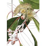 Card - Chalky Mallee by Lisa Chapman