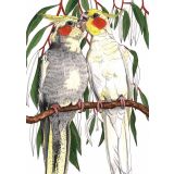 Card - Cockatiels by Lisa Chapman