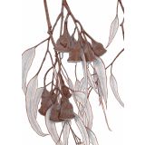 Card - Eucalyptus Buds by Lisa Chapman