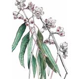 Card - Eucalyptus Flower Buds by Lisa Chapman