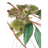 Card - Eucalyptus Woodwardii by Lisa Chapman