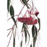 Card - Flowering Eucalytptus by Lisa Chapman