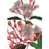 Card - Flowering Gum by Lisa Chapman