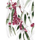 Card - Flowering Gum by Lisa Chapman