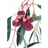 Card - Gum Blossom Pink by Lisa Chapman