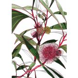 Card - Hakea Laurina by Lisa Chapman