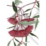 Card - Mallee by Lisa Chapman