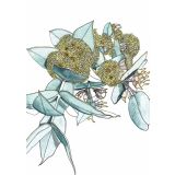 Card - Yellow Mallee by Lisa Chapman