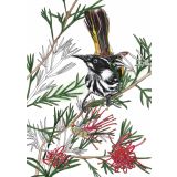 Card - New Holland Honeyeater by Lisa Chapman