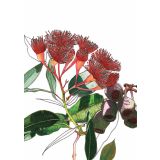 Card - Orange Flowering Gum by Lisa Chapman