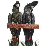 Card - Red Tailed Black Cockatoos by Lisa Chapman