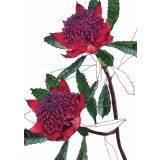 Card - Waratahs by Lisa Chapman