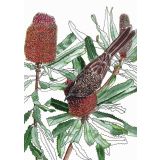 Card - Wattlebird by Lisa Chapman
