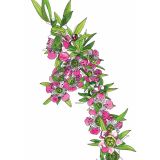 Card - Waxflower Hybrid by Lisa Chapman