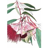 Card - Wing Fruited Mallee by Lisa Chapman