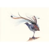 Card - Lyrebird by Katherine Appleby