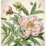 Card - Dusty Pink Peonies & Orange Butterflies by Nuovo Group