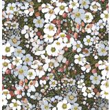 Card - S Geraldton Wax Flowers by Robyn Hammond