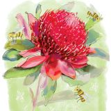 Card - Waratah on Green by Shaney Hyde