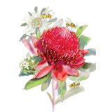 Card - Red & White Waratahs by Shaney Hyde