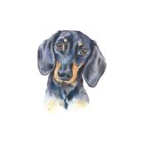 Card - Dachshund by Tog & Pini