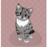 Card - Grey & White Cat by Little Bear