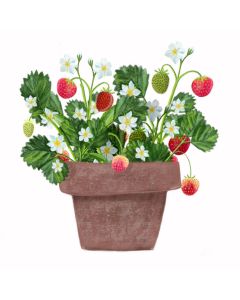 Card - Strawberry Pot Plant by Deb Hudson