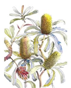 Card - Yellow Banksia by Giulianna del Popolo