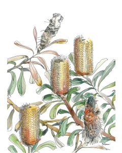 Card - Orange Banksia by Giulianna del Popolo