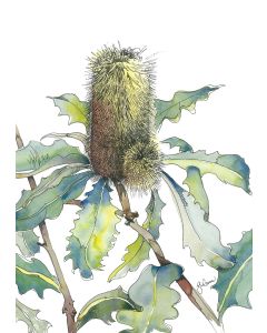 Card - Banksia by Giulianna del Popolo