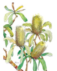 Card - Three Yellow Banksias by Giulianna del Popolo